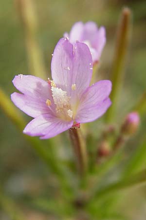 Epilobium parviflorum \ Kleinbl�tiges Weidenr�schen / Hoary Willowherb, Small-Flowered Willowherb, D Worms 23.8.2015