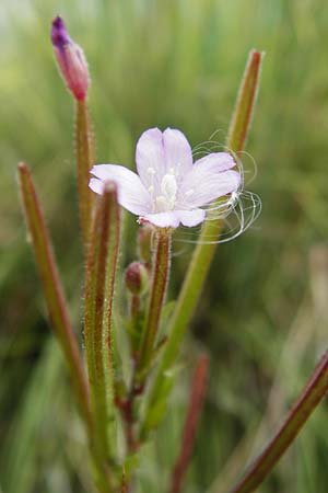 Epilobium parviflorum \ Kleinbl�tiges Weidenr�schen / Hoary Willowherb, Small-Flowered Willowherb, D Worms 23.8.2015