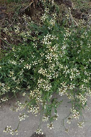 Eruca vesicaria \ Senf-Rauke / Garden Rocket, D Mannheim 22.5.2021