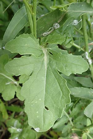Eruca vesicaria \ Senf-Rauke / Garden Rocket, D Mannheim 22.5.2021