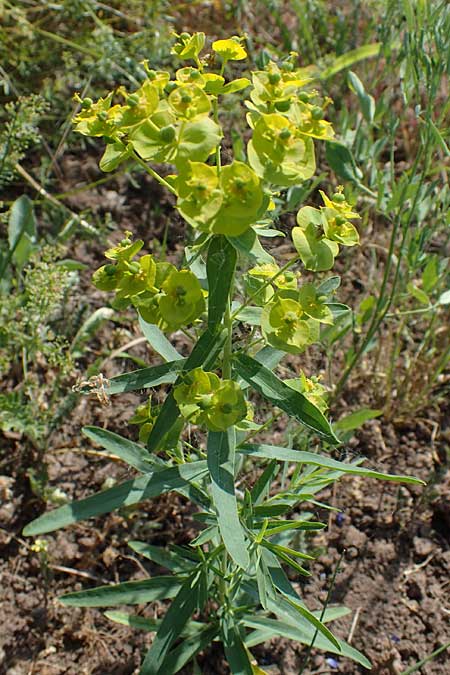 Euphorbia virgata, Leafy Spurge