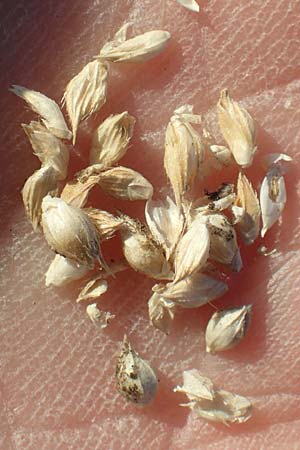 Echinochloa crus-galli \ H�hnerhirse / Cockspur, D Weinheim an der Bergstra&szlig;e 30.9.2018