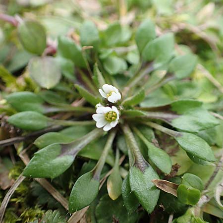 Draba strigosula \ Feingestreiftes Hungerbl�mchen, D Frankfurt-Niederrad 2.3.2019