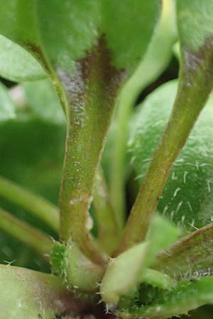 Draba strigosula \ Feingestreiftes Hungerbl�mchen, D Frankfurt-Niederrad 2.3.2019
