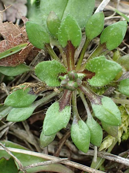 Draba strigosula \ Feingestreiftes Hungerbl�mchen, D Frankfurt-Niederrad 2.3.2019