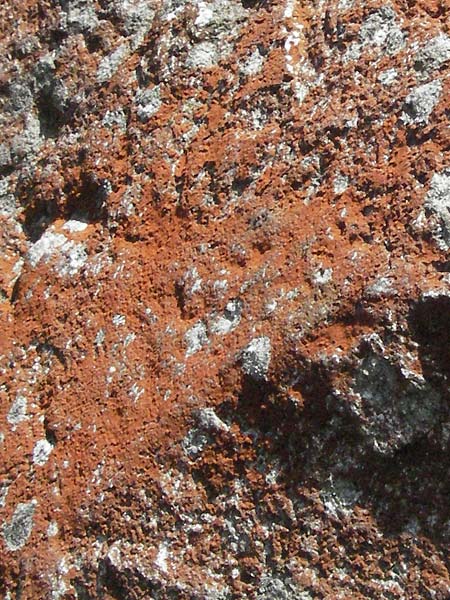 Xanthoria elegans \ Zierliche Gelb-Flechte, D Schwarzwald, Feldberg 24.6.2007