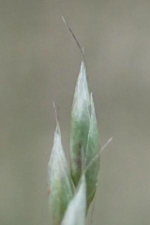 Deschampsia flexuosa \ Draht-Schmiele / Wavy Hair Grass, D Drover Heide 24.5.2018