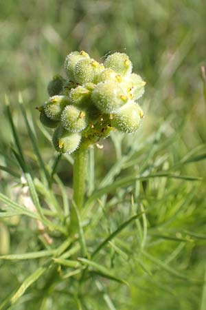 Adonis vernalis \ Fr�hlings-Adonisr�schen / Spring Pheasant's Eye, D Neuleiningen 15.5.2019