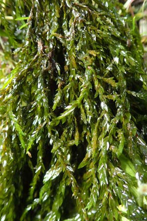 Fontinalis antipyretica \ Brunnen-Moos / Willow Moss, Antifever Fontinalis Moss, D Bad Orb 20.6.2020