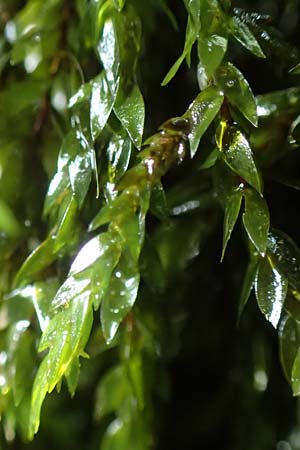 Fontinalis antipyretica \ Brunnen-Moos / Willow Moss, Antifever Fontinalis Moss, D Bad Orb 20.6.2020