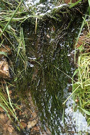 Fontinalis antipyretica \ Brunnen-Moos / Willow Moss, Antifever Fontinalis Moss, D Bad Orb 20.6.2020
