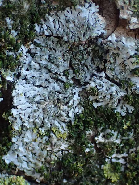 Hyperphyscia adglutinata \ Anliegende Schwielenflechte / Grainy Schadow-Crust Lichen, D D&uuml;sseldorf 11.3.2022