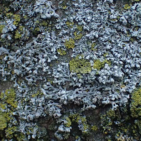 Hyperphyscia adglutinata \ Anliegende Schwielenflechte / Grainy Schadow-Crust Lichen, D D&uuml;sseldorf 11.3.2022