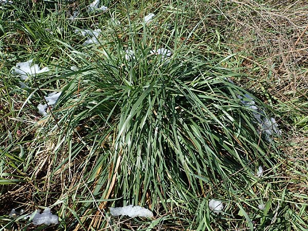 Festuca arundinacea \ Rohr-Schwingel / Tall Fescue, D Wagh&auml;usel-Kirrlach 9.4.2022