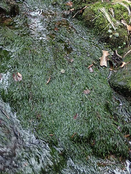 Fontinalis antipyretica \ Brunnen-Moos / Willow Moss, Antifever Fontinalis Moss, D Wagenschwend 15.3.2025