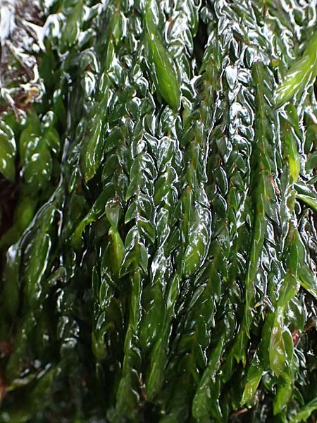Fontinalis antipyretica \ Brunnen-Moos / Willow Moss, Antifever Fontinalis Moss, D Wagenschwend 15.3.2025