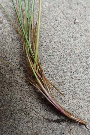 Festuca brevipila \ Raubl�ttriger Schaf-Schwingel / Hard Fescue, D Erlenbach am Main 21.5.2017