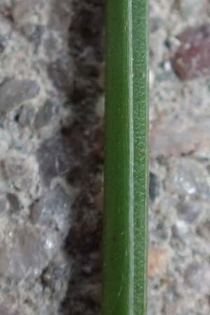 Festuca brevipila \ Raubl�ttriger Schaf-Schwingel / Hard Fescue, D Erlenbach am Main 21.5.2017