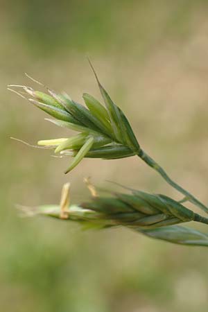 Festuca brevipila \ Raubl�ttriger Schaf-Schwingel / Hard Fescue, D Erlenbach am Main 13.5.2018