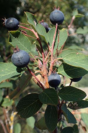 Amelanchier ovalis \ Gew�hnliche Felsenbirne / European Service Berry, D Rotenfels 29.6.2018