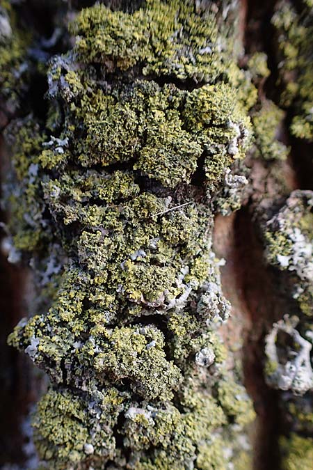 Candelariella reflexa \ Gr�ne K�rnchenflechte / Eggyolk Lichen, D D&uuml;sseldorf 11.3.2022