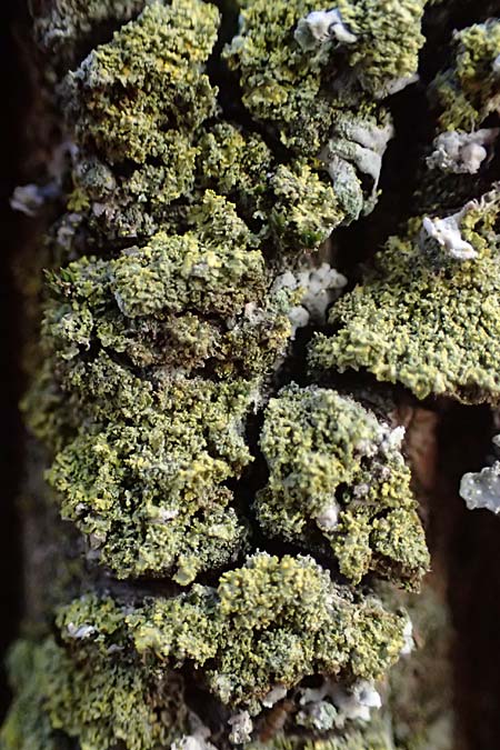 Candelariella reflexa \ Gr�ne K�rnchenflechte / Eggyolk Lichen, D D&uuml;sseldorf 11.3.2022