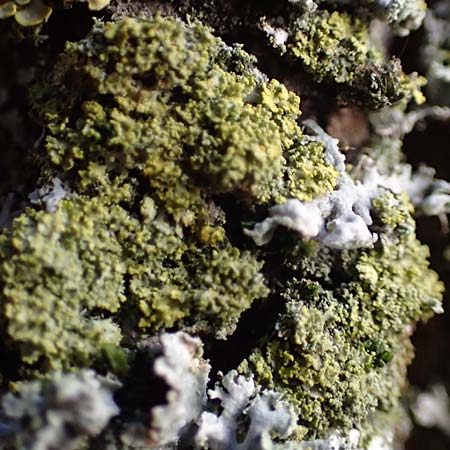 Candelariella reflexa \ Gr�ne K�rnchenflechte / Eggyolk Lichen, D D&uuml;sseldorf 11.3.2022