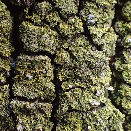 Candelariella reflexa \ Gr�ne K�rnchenflechte / Eggyolk Lichen, D D&uuml;sseldorf 11.3.2022