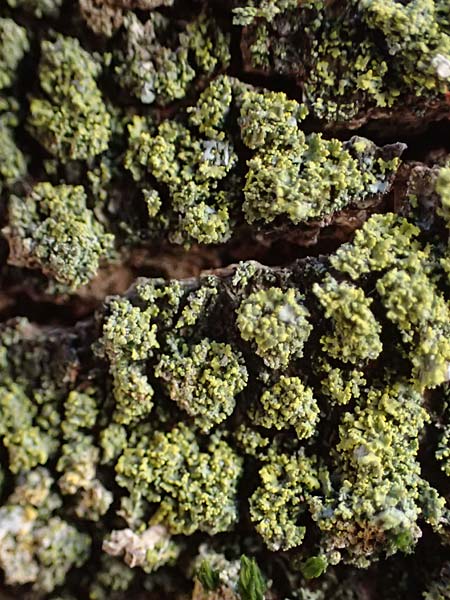 Candelariella reflexa \ Gr�ne K�rnchenflechte / Eggyolk Lichen, D D&uuml;sseldorf 11.3.2022