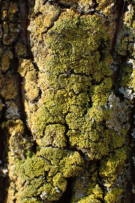 Candelariella reflexa \ Gr�ne K�rnchenflechte / Eggyolk Lichen, D D&uuml;sseldorf 11.3.2022