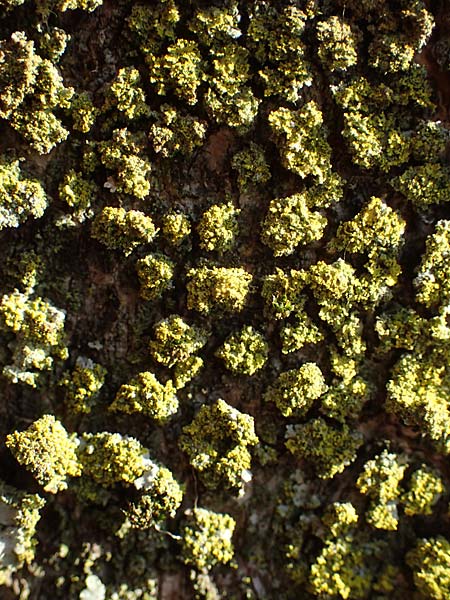 Candelariella reflexa \ Gr�ne K�rnchenflechte / Eggyolk Lichen, D D&uuml;sseldorf 11.3.2022