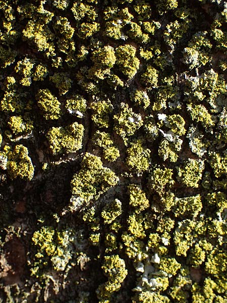 Candelariella reflexa \ Gr�ne K�rnchenflechte / Eggyolk Lichen, D D&uuml;sseldorf 11.3.2022