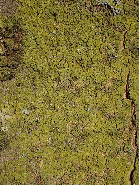 Candelariella reflexa \ Gr�ne K�rnchenflechte / Eggyolk Lichen, D D&uuml;sseldorf 11.3.2022