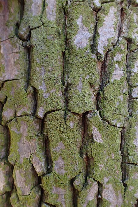 Candelariella reflexa \ Gr�ne K�rnchenflechte / Eggyolk Lichen, D D&uuml;sseldorf 11.3.2022