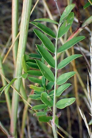 Onobrychis viciifolia \ Futter-Esparsette, Saat-Esparsette / Sainfoin, D Pfalz,  Dannstadt 20.7.2023