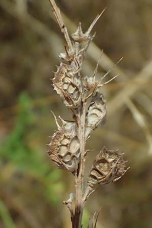 Onobrychis viciifolia \ Futter-Esparsette, Saat-Esparsette / Sainfoin, D Pfalz,  Dannstadt 20.7.2023