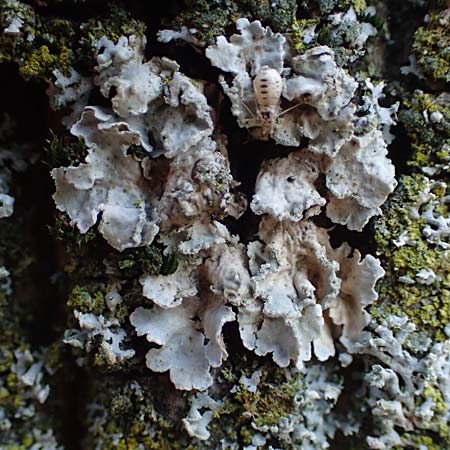 Flavoparmelia soredians ? \ Mehlige Schl�sselflechte / Sorediate Greenshield Lichen, D D&uuml;sseldorf 11.3.2022