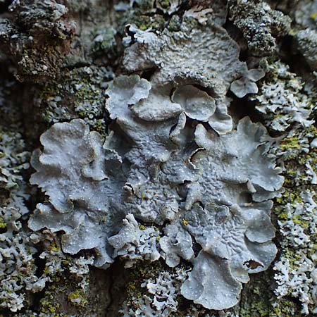 Flavoparmelia soredians ? \ Mehlige Schl�sselflechte / Sorediate Greenshield Lichen, D D&uuml;sseldorf 11.3.2022