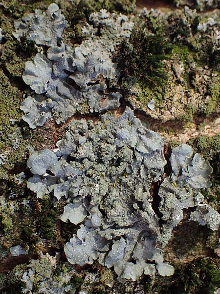 Flavoparmelia soredians ? \ Mehlige Schl�sselflechte / Sorediate Greenshield Lichen, D D&uuml;sseldorf 11.3.2022