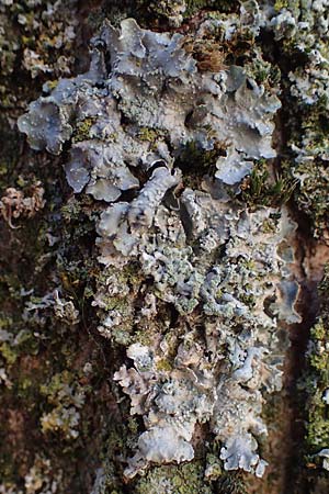 Flavoparmelia soredians ? \ Mehlige Schl�sselflechte / Sorediate Greenshield Lichen, D D&uuml;sseldorf 11.3.2022