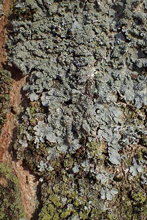 Flavoparmelia soredians ? \ Mehlige Schl�sselflechte / Sorediate Greenshield Lichen, D D&uuml;sseldorf 11.3.2022
