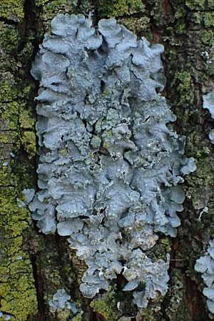 Flavoparmelia soredians ? \ Mehlige Schl�sselflechte / Sorediate Greenshield Lichen, D D&uuml;sseldorf 11.3.2022