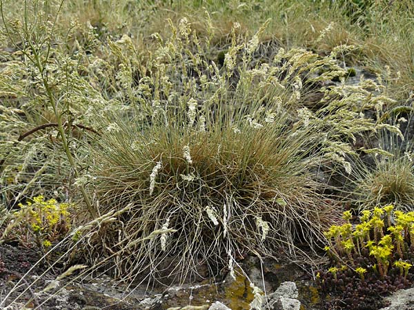 Koeleria macrantha \ Zierliches Schillergras, Steppen-Kammschmiele / Prairie June Grass, D Bad M&uuml;nster am Stein - Niederhausen 6.6.2015