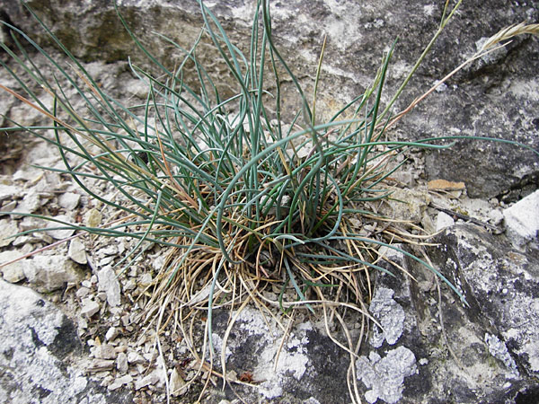Festuca pallens \ Bleicher Schwingel, Bleich-Schwingel / Pale Fescue, D M&ouml;ttingen-Lierheim 2.6.2015