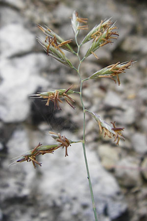 Festuca pallens \ Bleicher Schwingel, Bleich-Schwingel / Pale Fescue, D M&ouml;ttingen-Lierheim 2.6.2015
