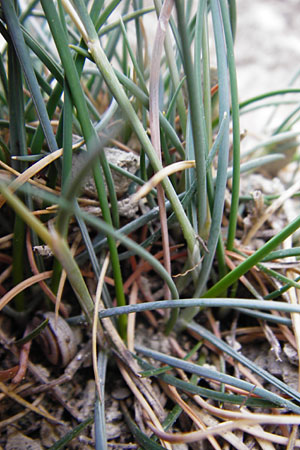 Festuca pallens \ Bleicher Schwingel, Bleich-Schwingel / Pale Fescue, D M&ouml;ttingen-Lierheim 2.6.2015