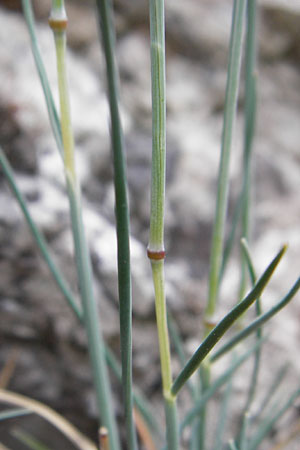 Festuca pallens \ Bleicher Schwingel, Bleich-Schwingel / Pale Fescue, D M&ouml;ttingen-Lierheim 2.6.2015