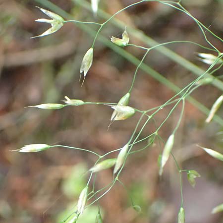 Deschampsia flexuosa \ Draht-Schmiele / Wavy Hair Grass, D L&uuml;tzelbach 25.6.2016