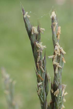 Festuca brevipila \ Raubl�ttriger Schaf-Schwingel / Hard Fescue, D Lorsch 25.5.2017