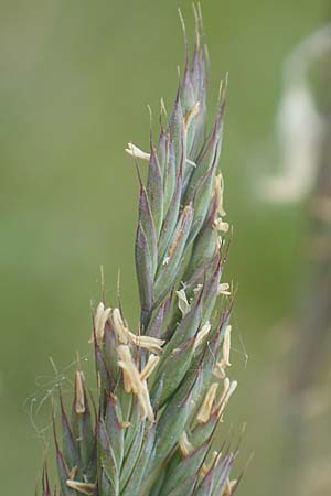 Festuca brevipila \ Raubl�ttriger Schaf-Schwingel / Hard Fescue, D Lorsch 25.5.2017
